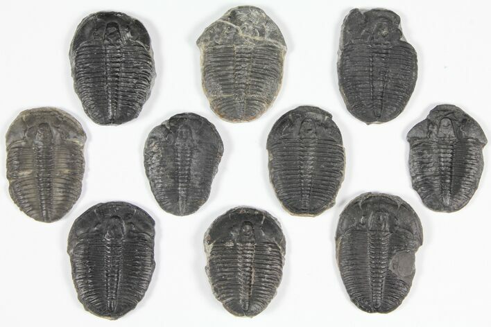 Lot: to Elrathia Trilobite Fossils - Pieces #92130